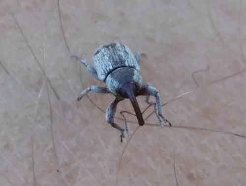 Réf. 346 268 : Pachytychius sp.